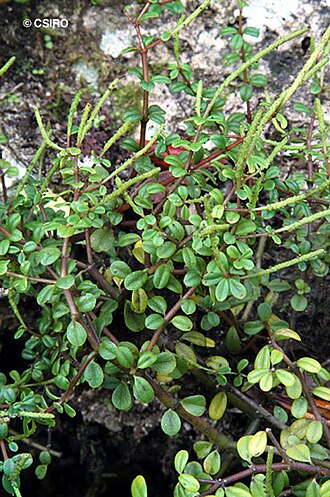 Peperomia enervis: Peperomia enervis