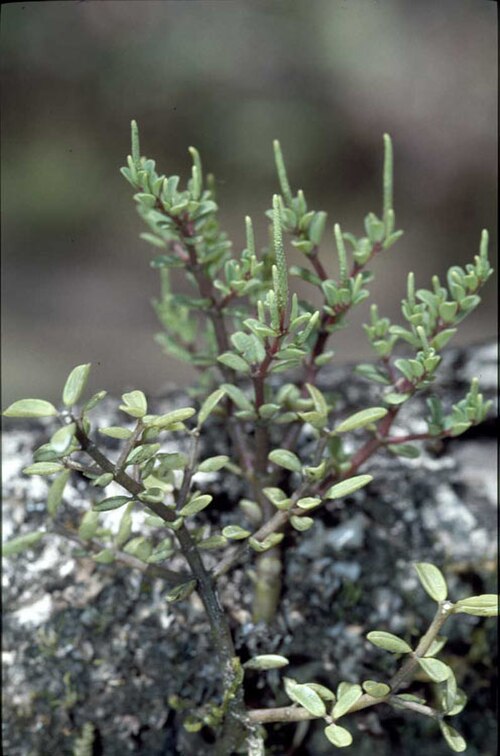 Peperomia enervis: Peperomia enervis