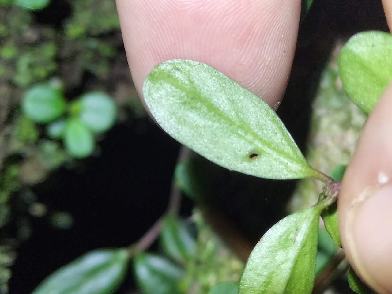 Peperomia enervis: Peperomia enervis in Australia