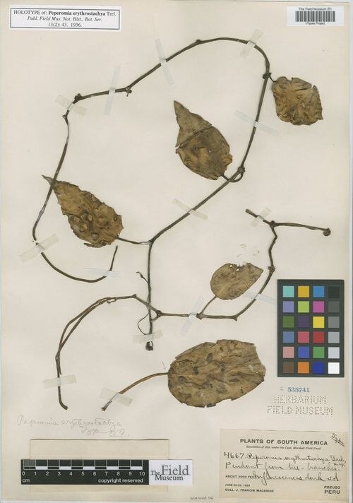 Peperomia erythrostachya: species of peperomia