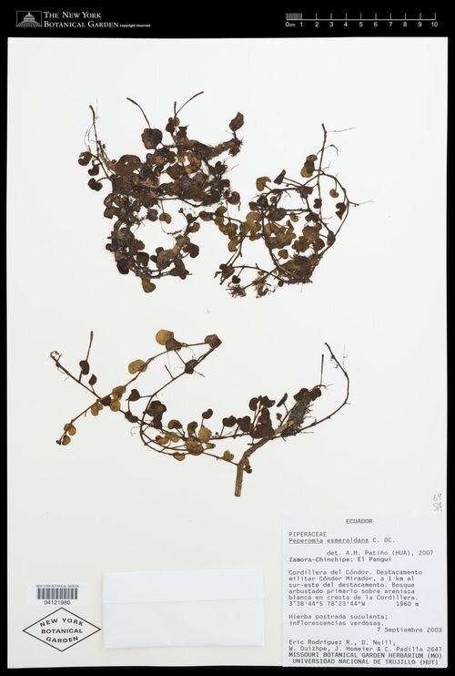 Peperomia esmeraldana: species of peperomia