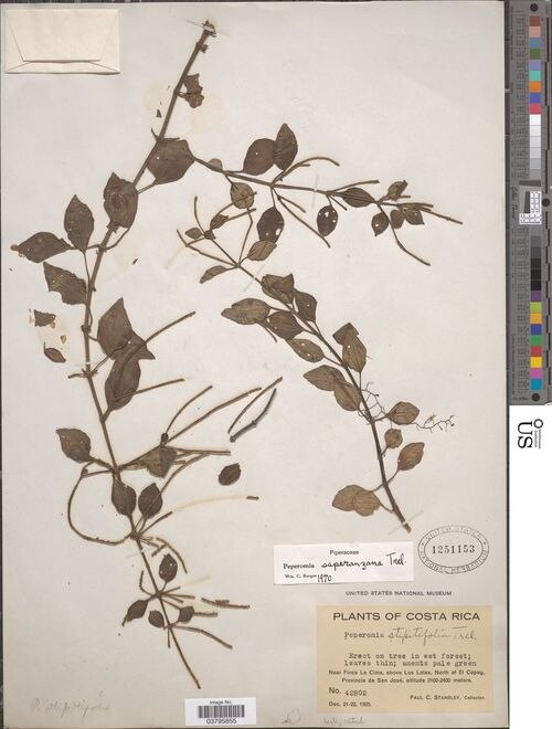 Peperomia esperanzana: species of peperomia