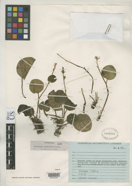 Peperomia espinosae: species of peperomima