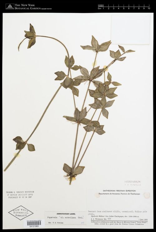 Peperomia estrellana: species of peperomia