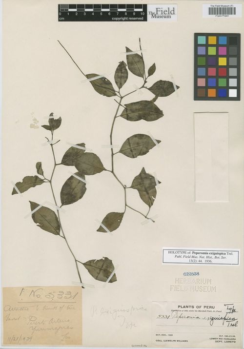 Peperomia exiguispica: species of peperomia