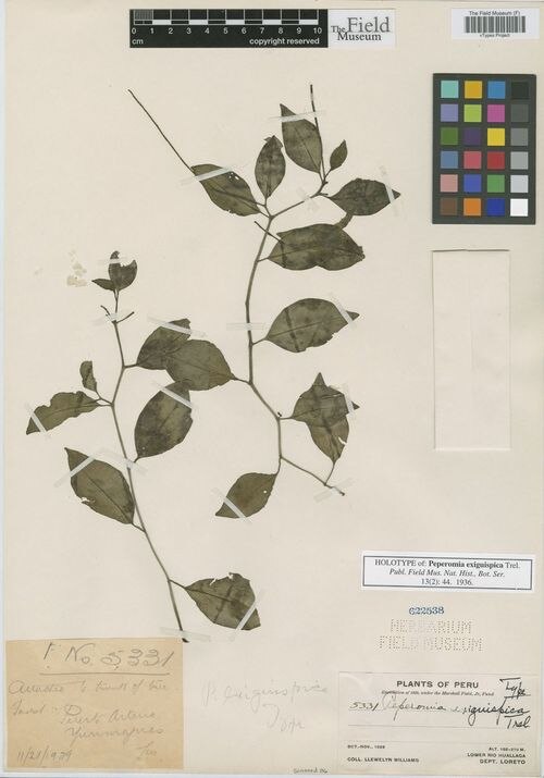 Peperomia exiguispica: species of peperomia