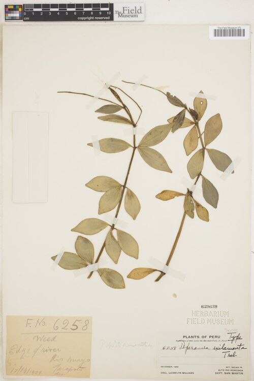 Peperomia exilamenta: species of peperomia