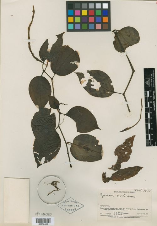 Peperomia exiliramea: species of peperomia
