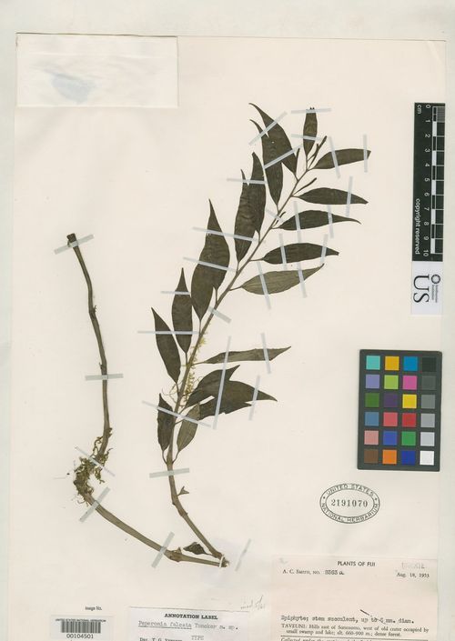 Peperomia falcata: species of peperomia