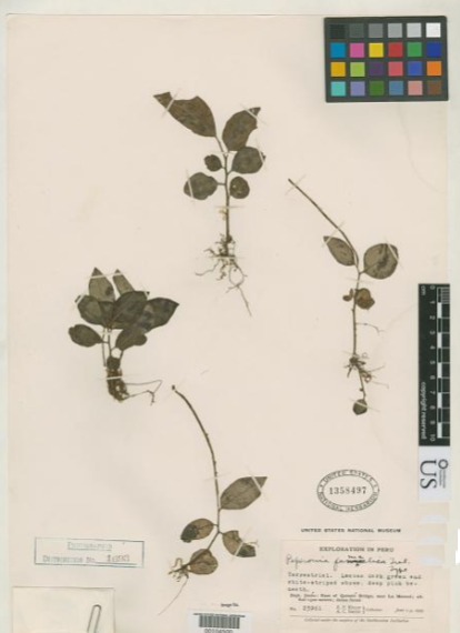 Peperomia famelica: Peperomia famelica Trel. in J.F. MacBr; family Piparacea; holotype at the Smithsonian Institution