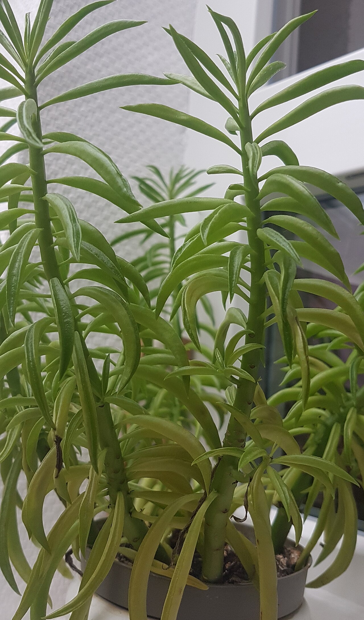Peperomia ferreyrae: peperomia ferreyrae