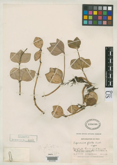Peperomia ficta: species of peperomia