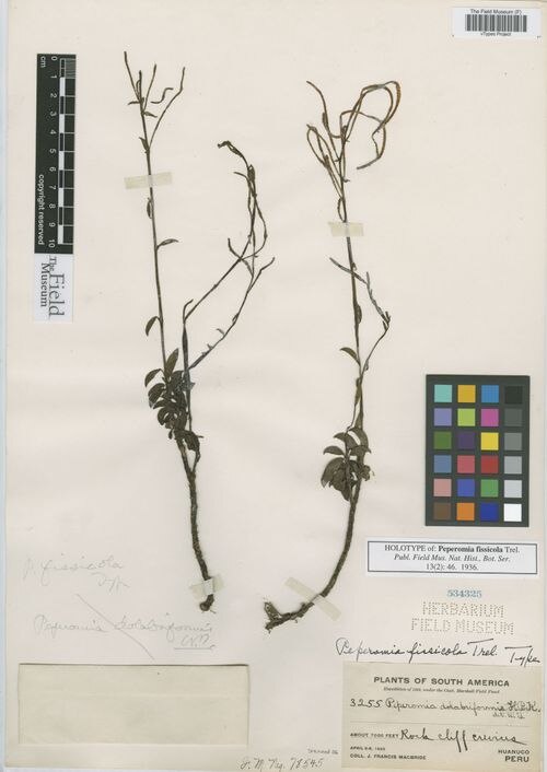 Peperomia fissicola: species of peperomia