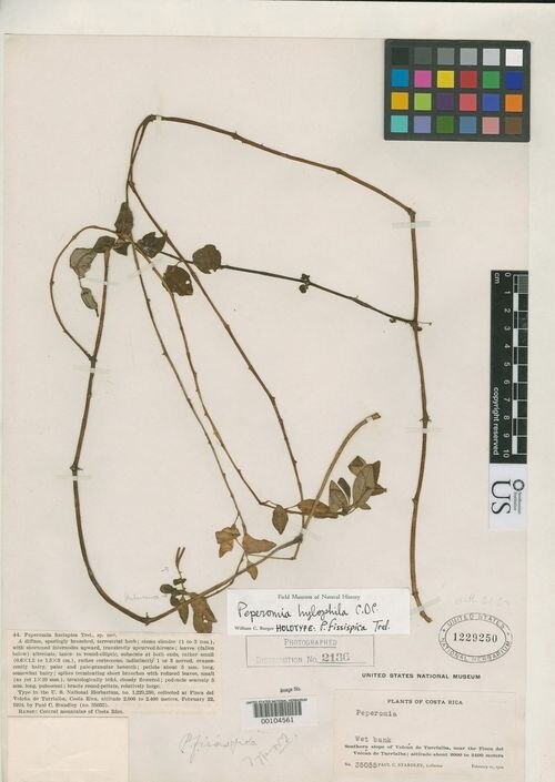 Peperomia fissispica: species of peperomia