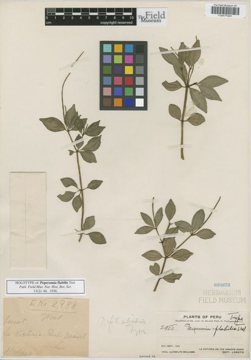 Peperomia flabilis: species of peperomia