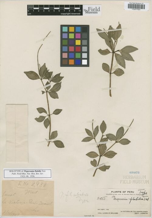 Peperomia flabilis: species of peperomia