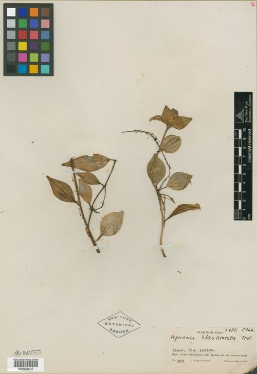 Peperomia flavamenta: species of peperomia