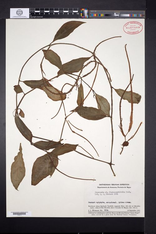 Peperomia flavescentifolia: species of peperomia