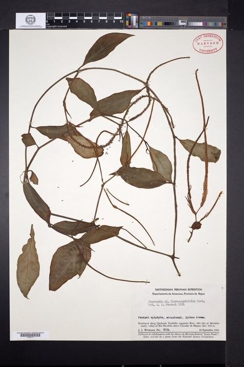 Peperomia flavescentifolia: species of peperomia