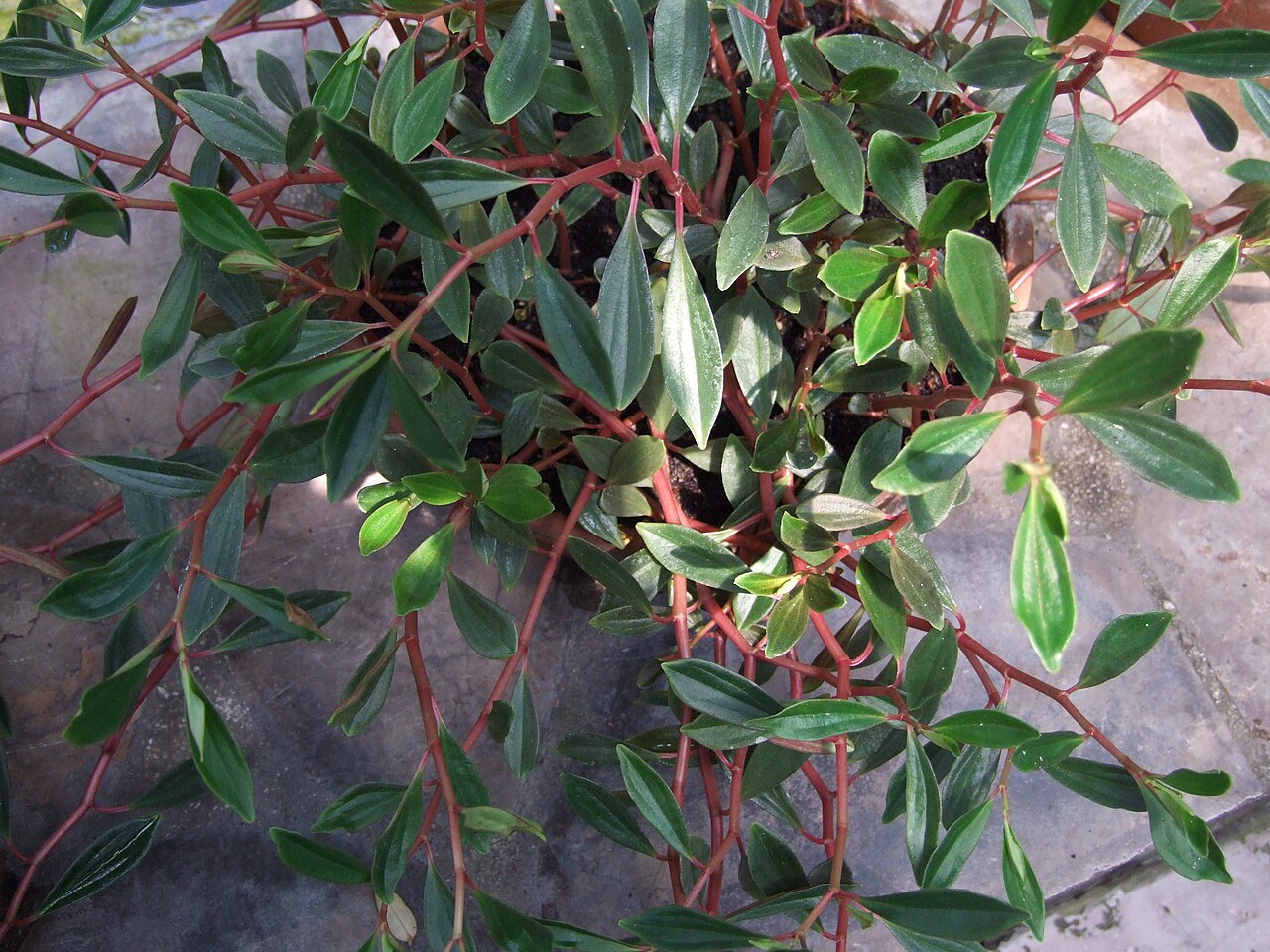 Peperomia flexicaulis: Peperomia flexicaulis