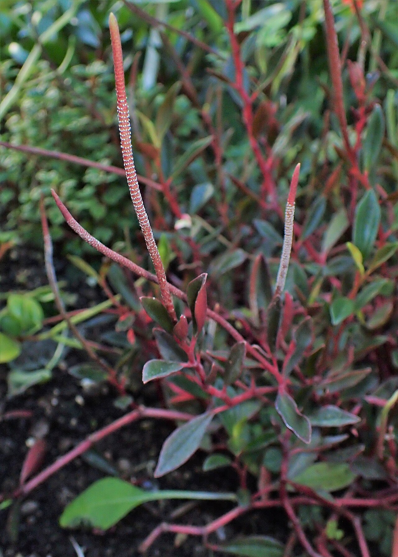 Peperomia flexicaulis: Peperomia flexicaulis in Botanical Garden of PBA Institute in Bydgoszcz