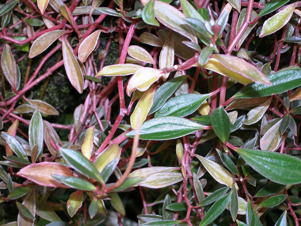 Peperomia flexicaulis: Specimen in cultivation at the Wilhelma Zoologisch-Botanische Garten, Stuttgart, Germany.