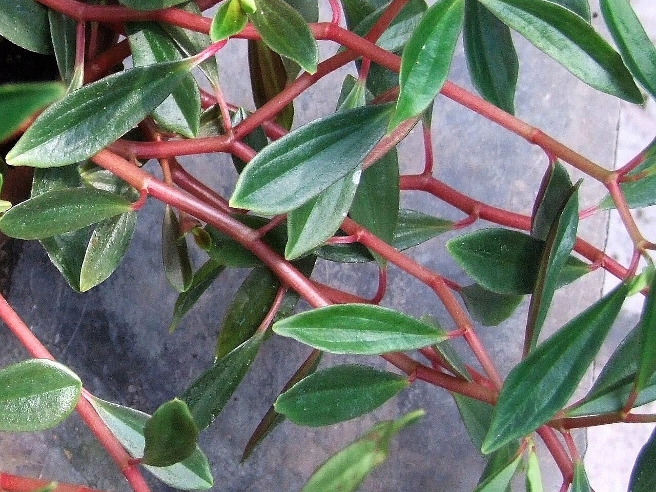 Peperomia flexicaulis: Peperomia flexicaulis