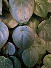 Peperomia flexinervia (Peperomia flexinervia)