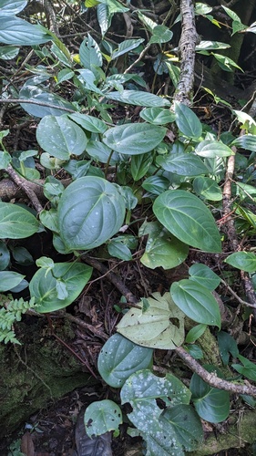 Peperomia flexinervia (Peperomia flexinervia)