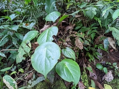 Peperomia flexinervia (Peperomia flexinervia)