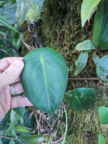 Peperomia flexinervia (Peperomia flexinervia)