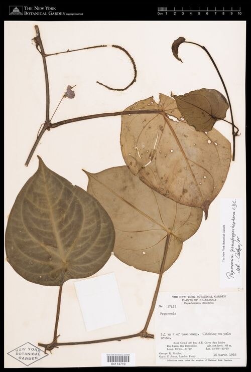 Peperomia flexinervia: species of peperomima