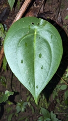 Peperomia flexinervia (Peperomia flexinervia)