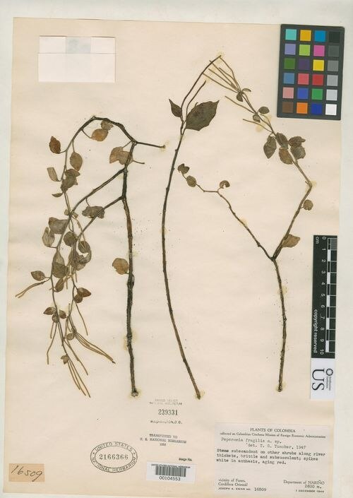 Peperomia fragilis: species of peperomima
