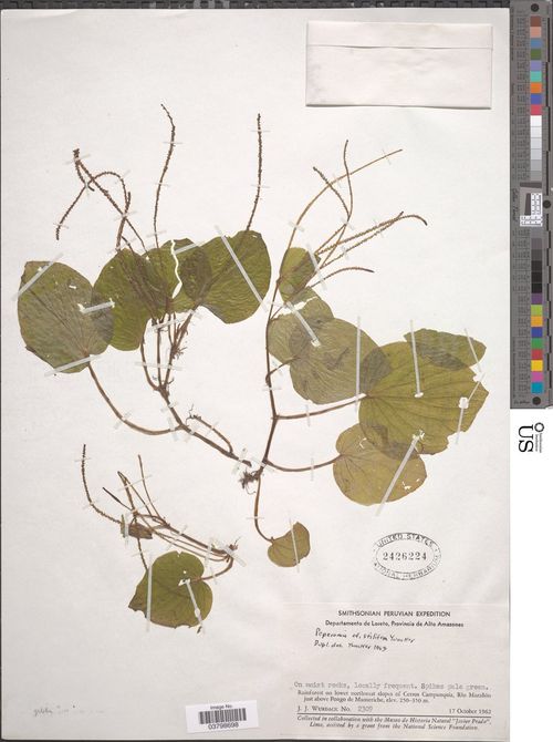 Peperomia fragilissima: species of peperomia