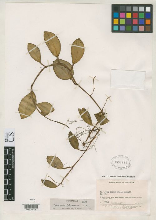 Peperomia fulvescens: species of peperomima