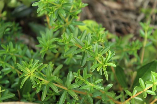 Peperomia galioides (Peperomia galioides)