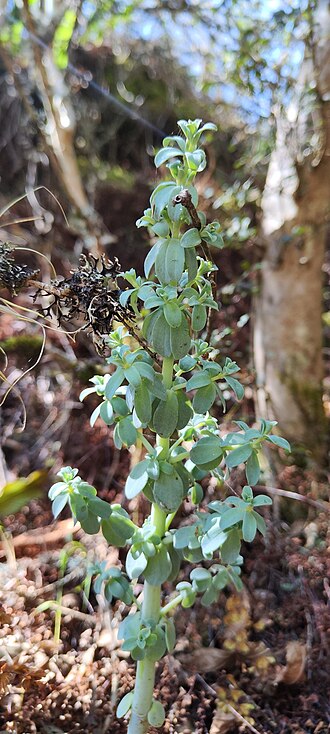 Peperomia galioides: Peperomia galioides Chetilla