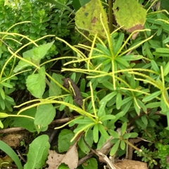 Peperomia galioides (Peperomia galioides)