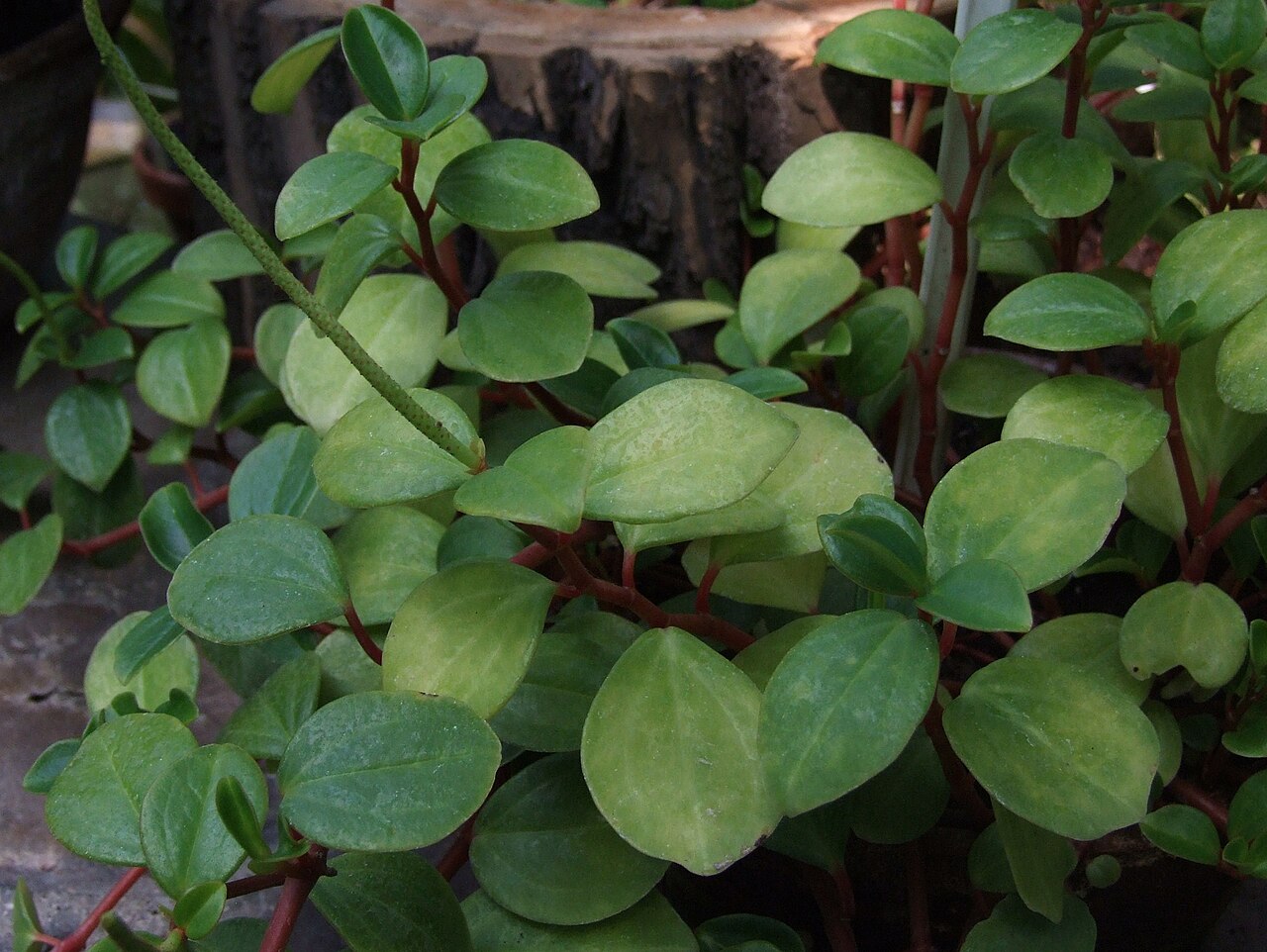 Cypress peperomia: Peperomia glabella