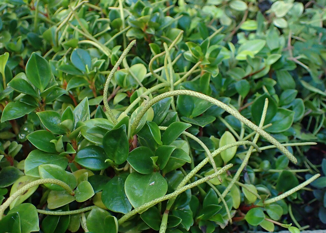 Cypress peperomia: Peperomia glabella in Botanical Garden of PBA Institute in Bydgoszcz