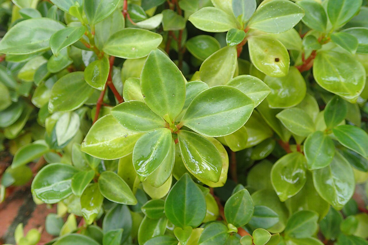 Cypress peperomia: Peperomia glabella in the Botanischer Garten, Berlin-Dahlem