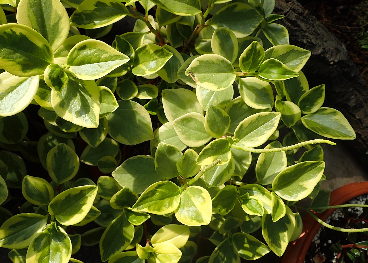 Cypress peperomia: Peperomia glabella 'Variegata' in botanical garden in Kraków