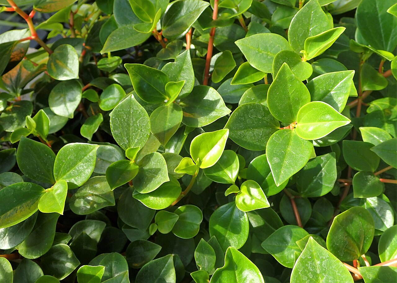 Cypress peperomia: Peperomia glabella in botanical garden in Kraków
