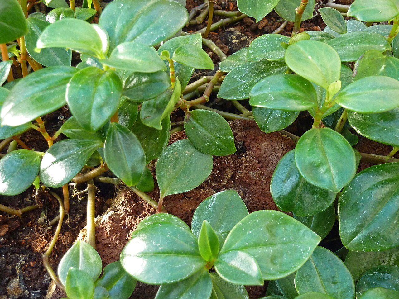 Cypress peperomia: Peperomia glabella in the Botanical Garden, Berlin.
