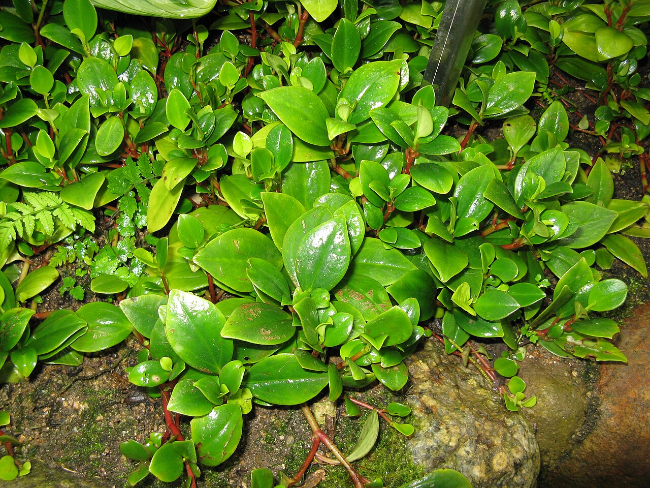 Cypress peperomia: Peperomia glabella Place:Osaka Prefectural Flower Garden,Osaka,Japan