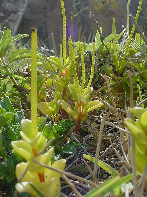 Cypress peperomia: Peperomia glabella - PIPERACEAE - Torres - RS - Brasil