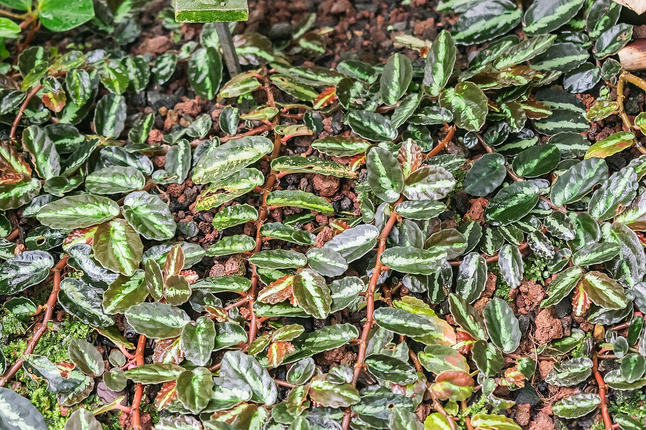 Cypress peperomia: Peperomia glabella in tropical greenhouses in the Parc de la Tete d'Or in Lyon , France