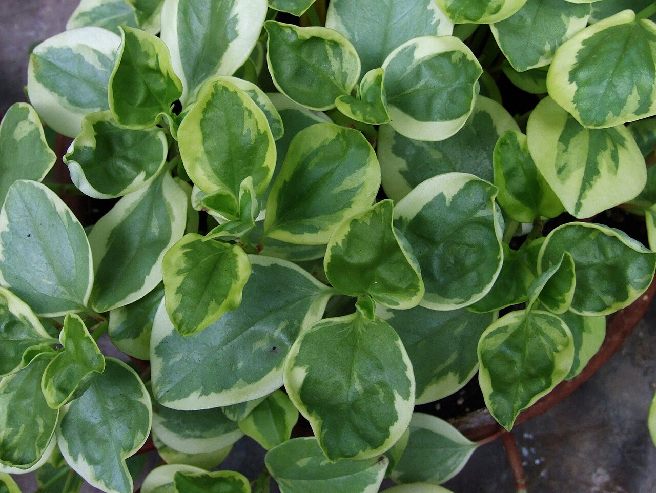 Cypress peperomia: Peperomia glabella