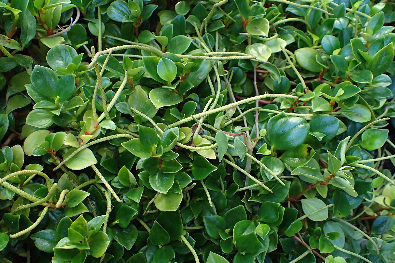 Cypress peperomia: Peperomia glabella in Botanical Garden of PBA Institute in Bydgoszcz